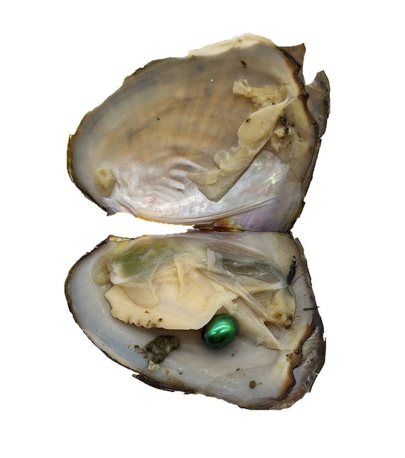 Single_Rice_oyster_PearlEnvy